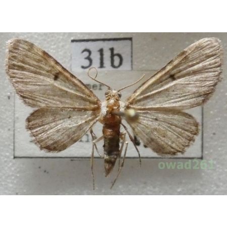 Eupithecia selinata Herrich-Schäffer, 1861 Czech31b